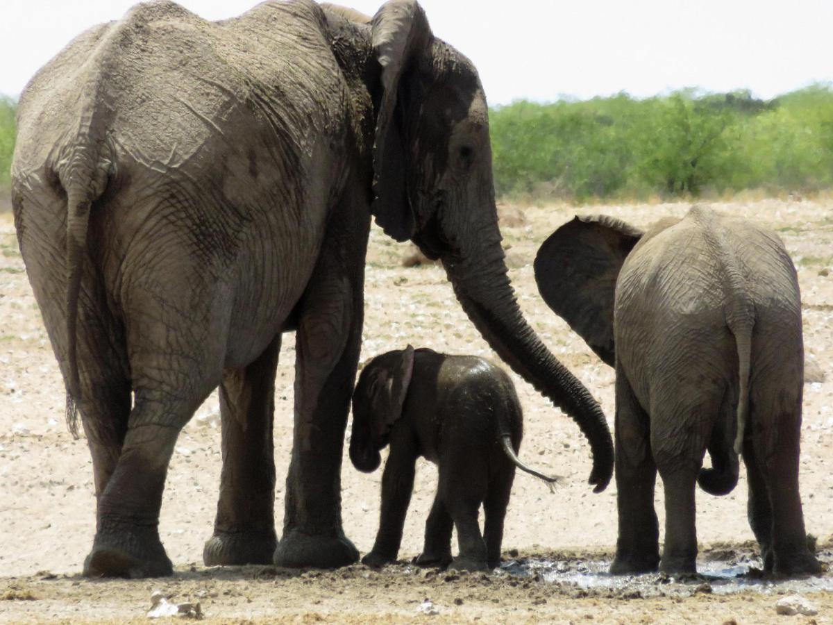 Etosha Safari Camping2Go Okaukuejo Esterno foto